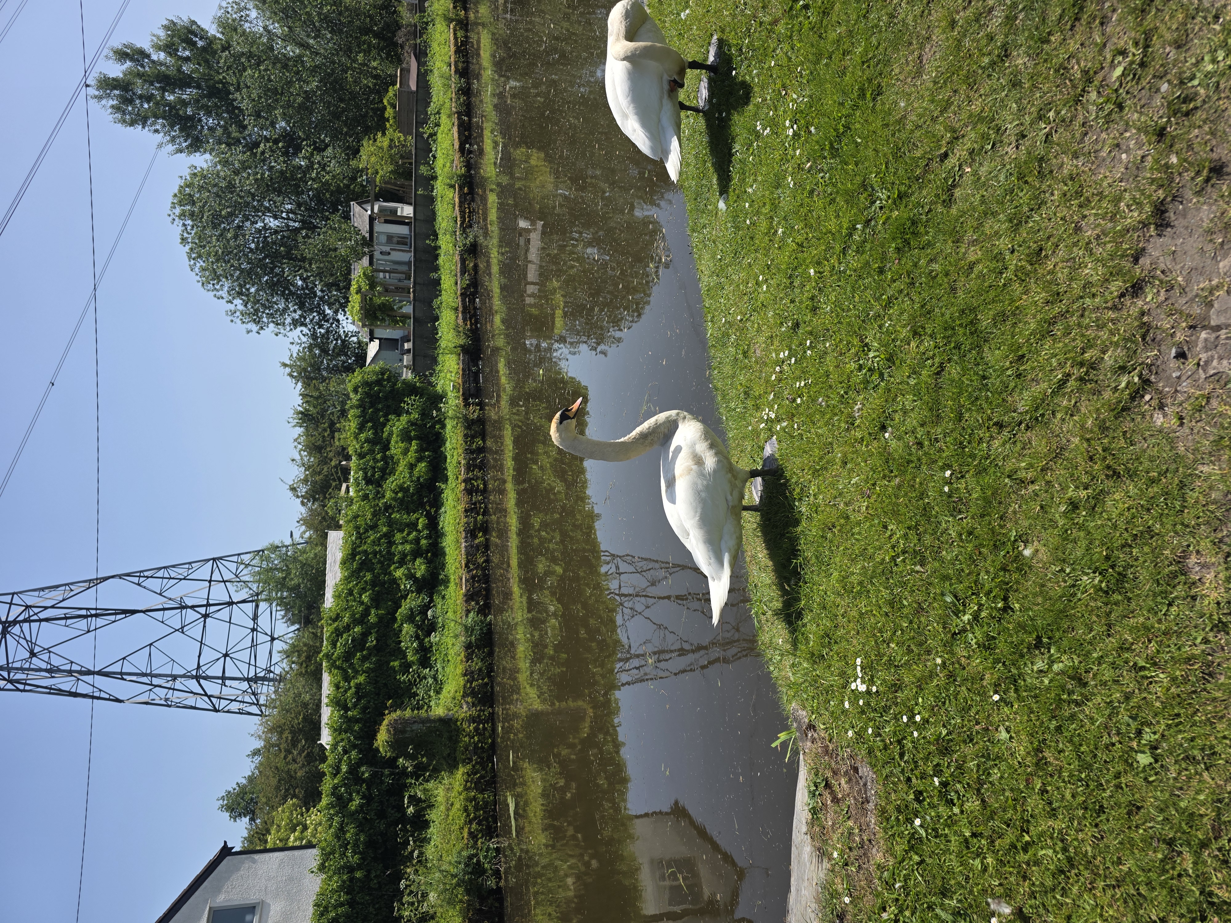Swans on canal